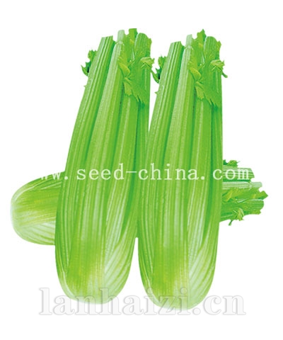 优文西芹