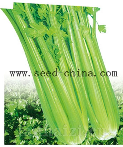 福拉瑞德
