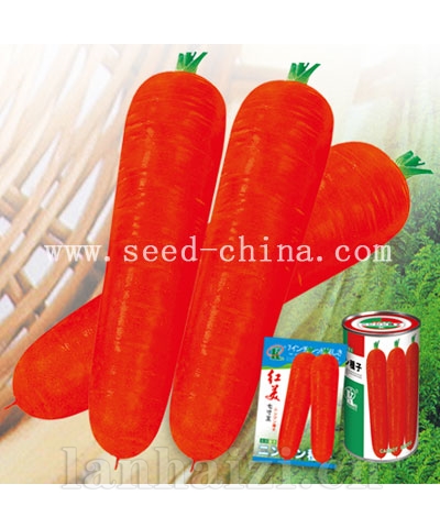 红美七寸王