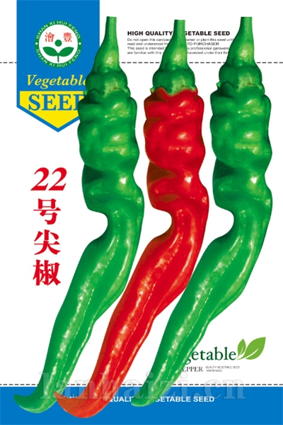 新选22号尖椒