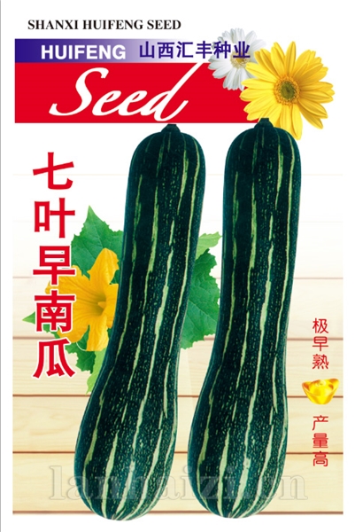 七叶早南瓜