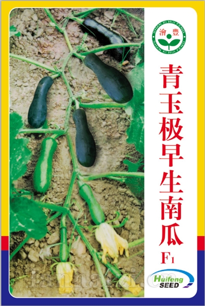 青玉极早生南瓜