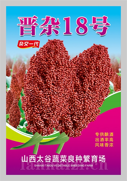 晋杂18号