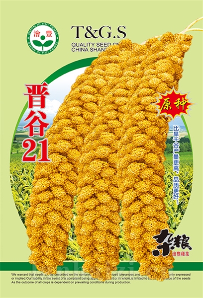 晋谷21