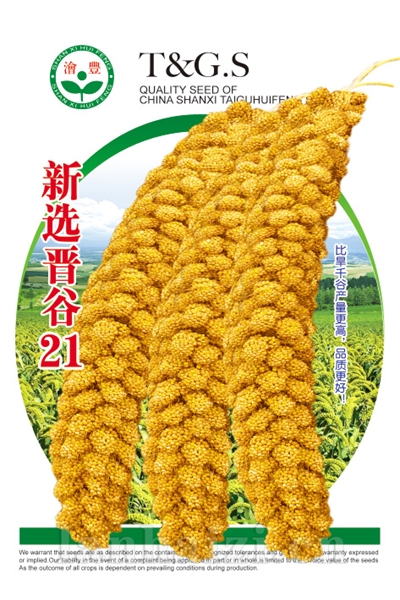 新选晋谷21