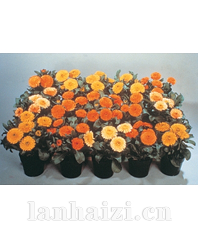 金盏花/棒棒糖系列