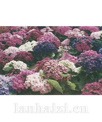 瓜叶菊/佳人