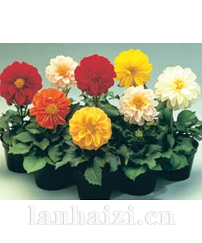 大丽花/花蕊