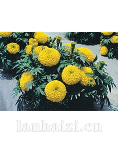 万寿菊/丽金系列