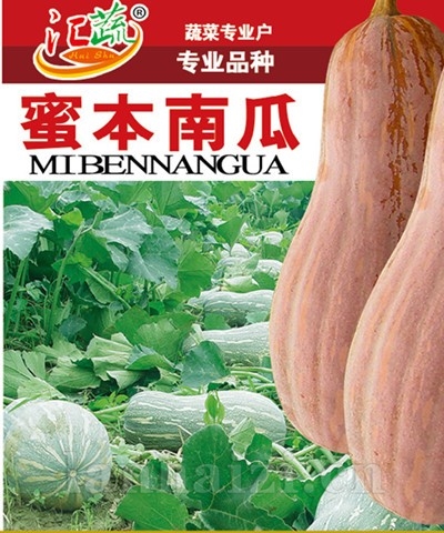 蜜本南瓜