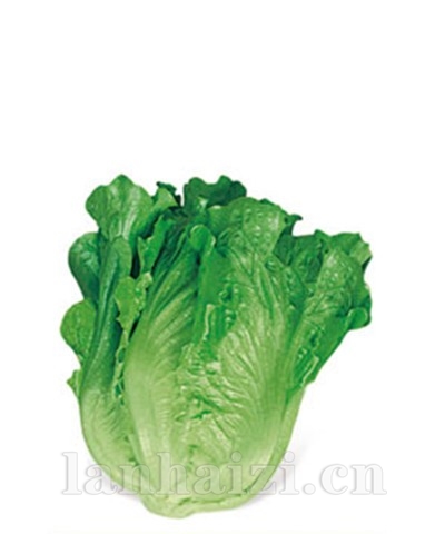 意大利耐抽苔生菜