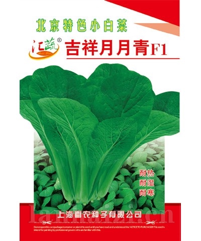 吉祥月月青