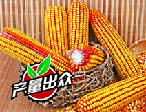 奥美诺77号