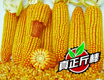 美意斤棒