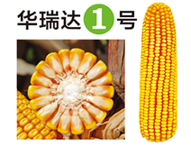 华瑞达1号