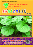 改良油青大叶木耳菜818