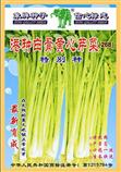 港种白骨黄心芹菜(268)特