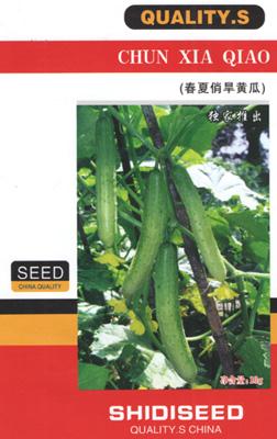 春夏俏旱黄瓜——黄瓜类