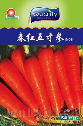 春红五寸参——萝卜类