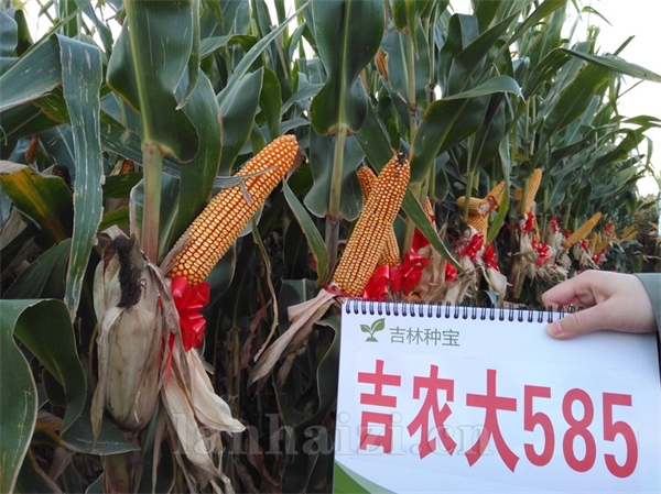 吉农大585（吉审玉20180035）