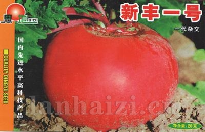 新丰一号——萝卜类