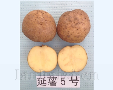 延薯5号