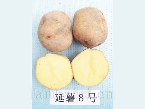 延薯8号