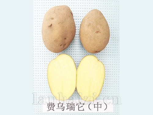 费乌瑞它（中）