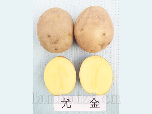 尤金