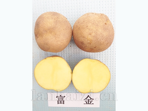 富金