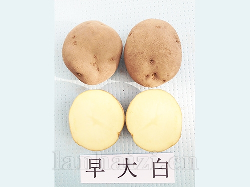 早大白