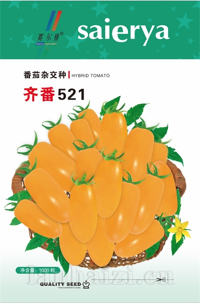  齐番521