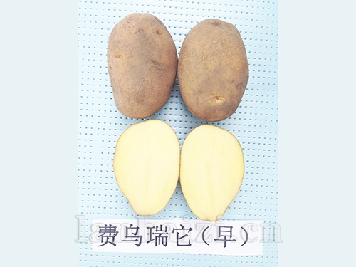 费乌瑞它（早）