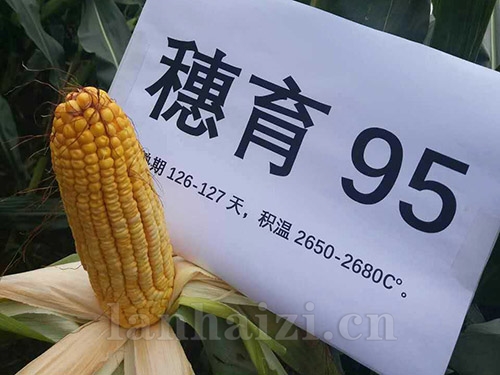 穗育95