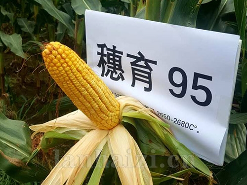 穗育951