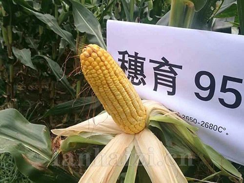 穗育951