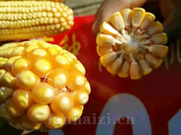 宏育29