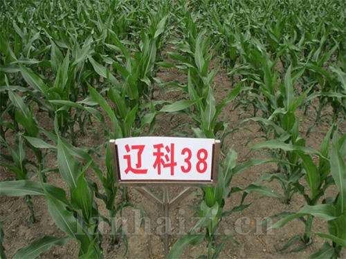 穗育95、平安1413、辽科