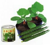 腾川