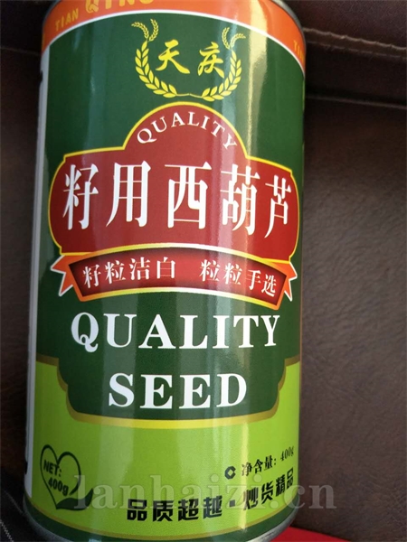  籽用西葫芦种子