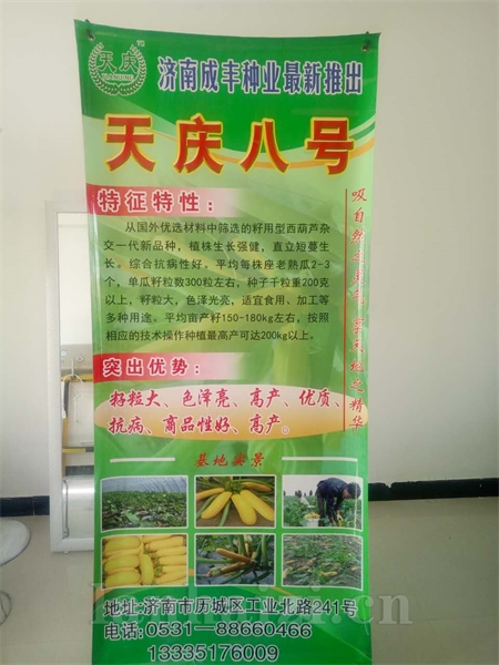  天庆8号—葫芦种子