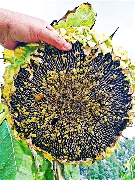  向日葵种子