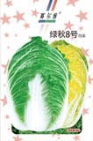 绿秋8号——白菜类