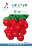 艳丽——萝卜类