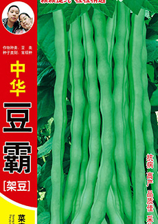 中华豆霸架豆