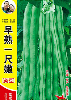 早熟一尺嫩