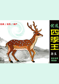 优选四季王