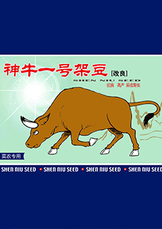 神牛一号架豆