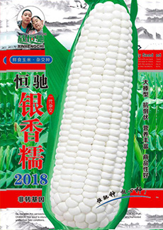 银香糯2018