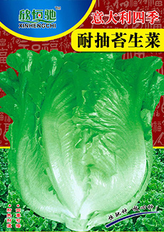 意大利四季耐抽苔